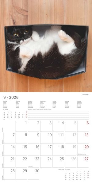 Produktbild: Funny Cats 2026 - Broschürenkalender 30x30 cm (30x60 geöffnet) - Kalender mit Platz für Notizen - Katzen - Bildkalender - Wandplaner - Katzenkalender