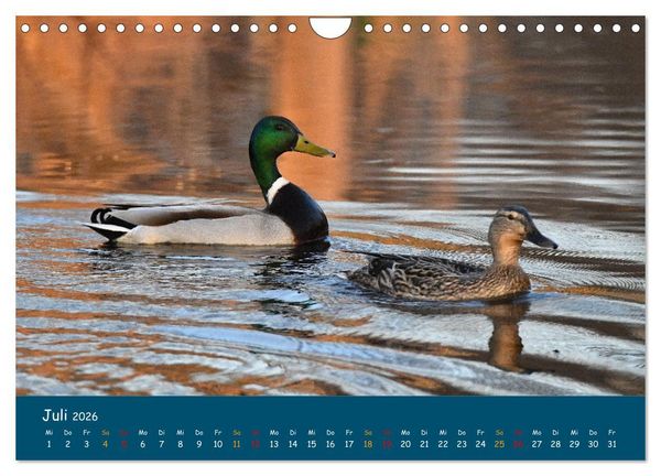 Produktbild: Naturschutzgebiet W&uuml;mme (Wandkalender 2026 DIN A4 quer), CALVENDO Monatskalender