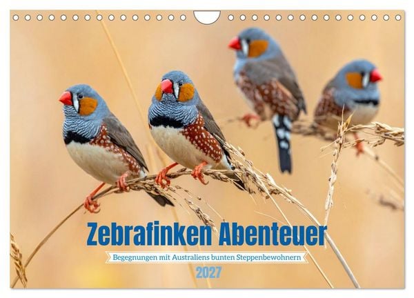 Produktbild: Zebrafinken Abenteuer (Wandkalender 2027 DIN A4 quer), CALVENDO Monatskalender