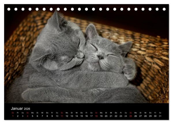 Produktbild: B&auml;rige Schmusetiger - Britisch Kurzhaar (Tischkalender 2026 DIN A5 quer), CALVENDO Monatskalender