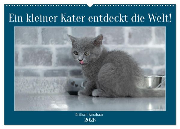 Produktbild: Ein kleiner Kater entdeckt die Welt! (Wandkalender 2026 DIN A2 quer), CALVENDO Monatskalender