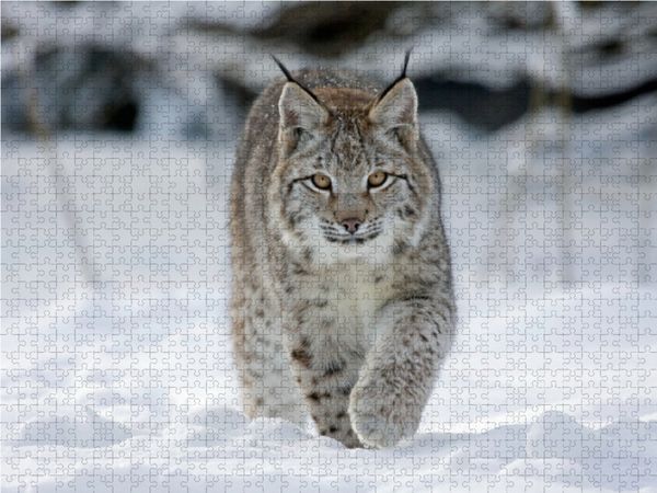Produktbild: CALVENDO Puzzle Luchs l&auml;uft durch Schnee 1000 Teile Lege-Gr&ouml;&szlig;e 64 x 48 cm Foto-Puzzle Bild von Wilfried Martin
