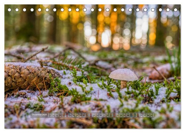 Produktbild: Vielfalt am Waldboden (Tischkalender 2026 DIN A5 quer), CALVENDO Monatskalender