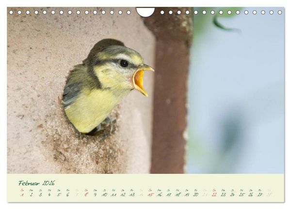 Produktbild: Elternzeit - das Familienleben der Blaumeisen (Wandkalender 2026 DIN A4 quer), CALVENDO Monatskalender