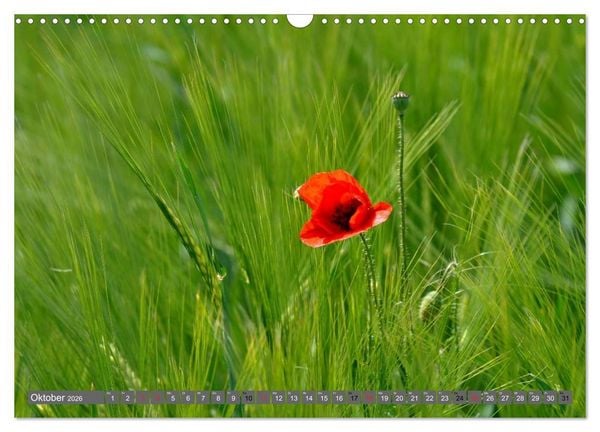 Produktbild: MOHNBL&Uuml;TEN (Wandkalender 2026 DIN A3 quer), CALVENDO Monatskalender