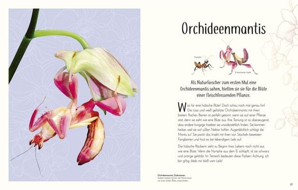 Produktbild: Wundervolle Welt der Insekten und Spinnentiere