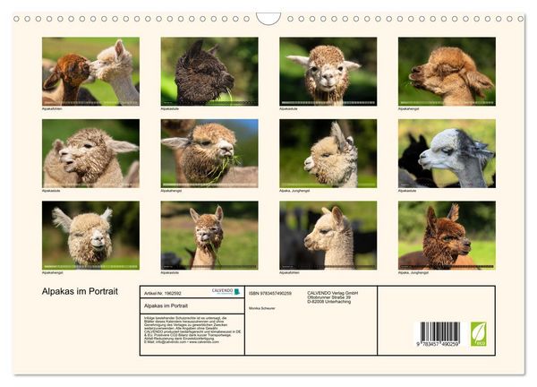Produktbild: Alpakas im Portrait (Wandkalender 2026 DIN A3 quer), CALVENDO Monatskalender