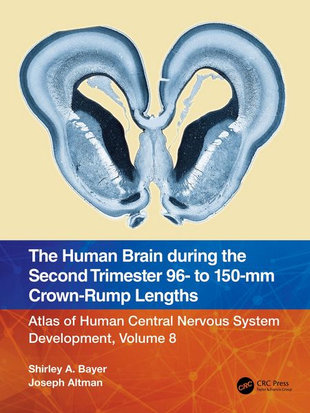 Produktbild: The Human Brain during the Second Trimester 96- to 150-mm Crown-Rump Lengths