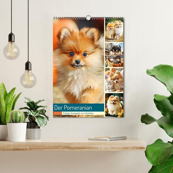 Produktbild: Der Pomeranian. Putziger Zwergspitz zum Verlieben (Wandkalender 2027 DIN A3 hoch), CALVENDO Monatskalender