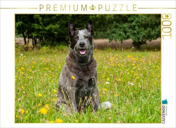 Produktbild: CALVENDO Puzzle Ein Motiv aus dem Kalender Power auf 4 Pfoten. Australian Cattle Dog | 1000 Teile Lege-Gr&ouml;&szlig;e 64x48cm Foto-Puzzle f&uuml;r gl&uuml;ckliche Stunde