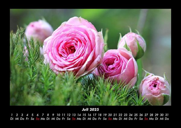 Produktbild: Strahlend sch&ouml;ne Rosen 2025 Fotokalender DIN A3
