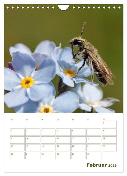 Produktbild: Wildbienen-Terminplaner 2026 (Wandkalender 2026 DIN A4 hoch), CALVENDO Monatskalender