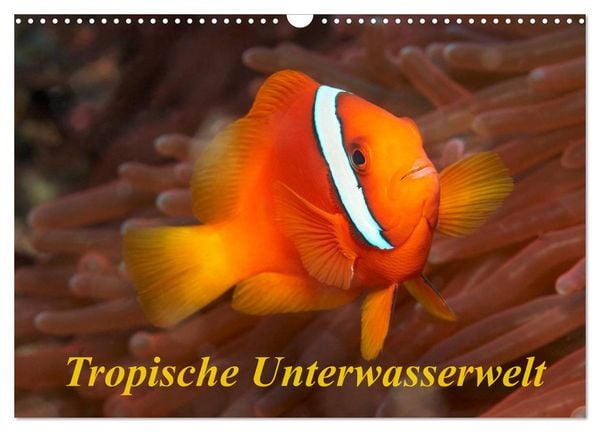Produktbild: Tropische Unterwasserwelt (Wandkalender 2026 DIN A3 quer), CALVENDO Monatskalender