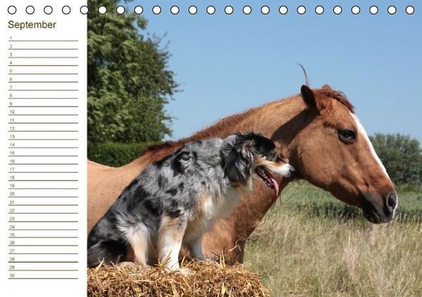 Produktbild: Der Pferde-Geburtstagskalender (Tischkalender immerw&auml;hrend DIN A5 quer)