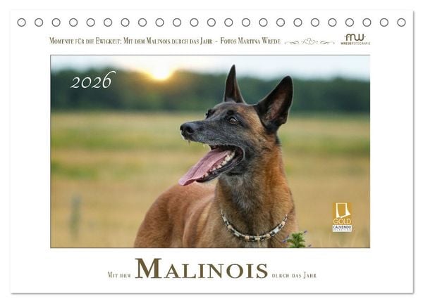 Produktbild: Mit dem Malinois durch das Jahr (Tischkalender 2026 DIN A5 quer), CALVENDO Monatskalender