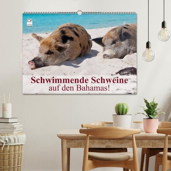 Produktbild: Schwimmende Schweine auf den Bahamas! (Wandkalender 2026 DIN A2 quer), CALVENDO Monatskalender