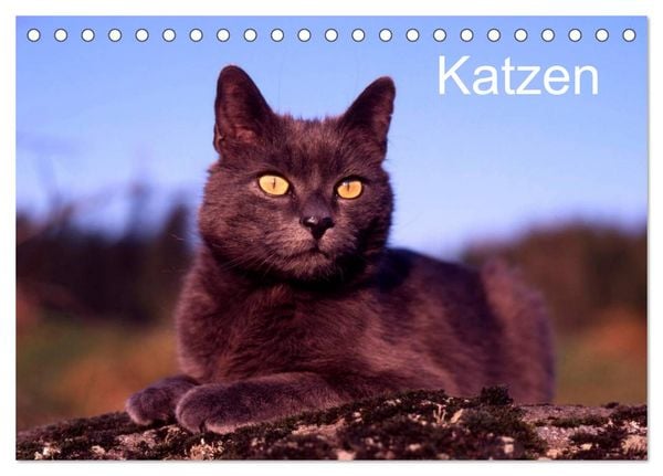 Produktbild: Katzen (Tischkalender 2026 DIN A5 quer), CALVENDO Monatskalender