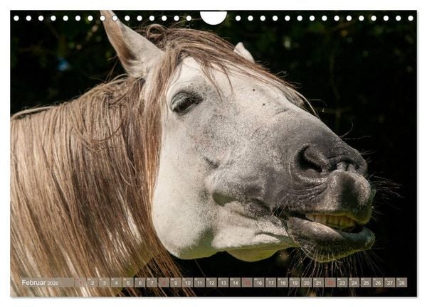 Produktbild: Das Lachen der Pferde - Lustige Gesichter (Wandkalender 2026 DIN A4 quer), CALVENDO Monatskalender