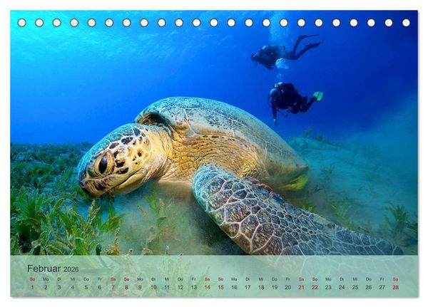 Produktbild: Erlebnis Tauchen - faszinierende Unterwasserwelt (Tischkalender 2026 DIN A5 quer), CALVENDO Monatskalender