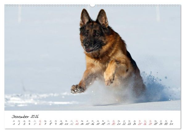 Produktbild: Deutsche Sch&auml;ferhunde - Senioren auf vier Pfoten (Wandkalender 2026 DIN A2 quer), CALVENDO Monatskalender
