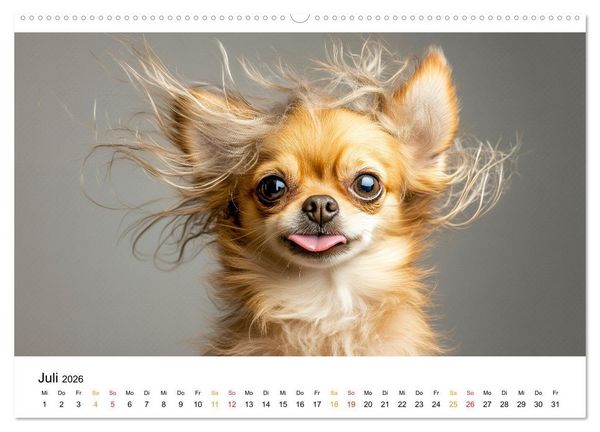 Produktbild: Chihuahua - kleine Energieb&uuml;ndel (Wandkalender 2026 DIN A2 quer), CALVENDO Monatskalender
