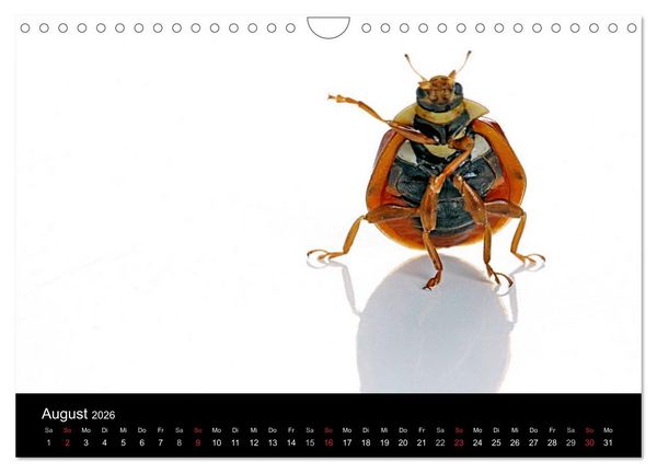 Produktbild: Viel Gl&uuml;ck - Marienk&auml;fer im Fotostudio (Wandkalender 2026 DIN A4 quer), CALVENDO Monatskalender