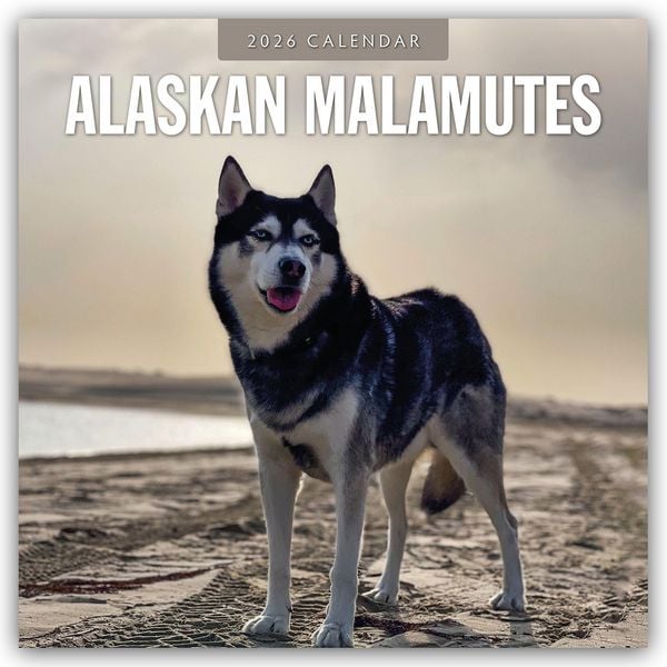 Produktbild: Alaskan Malamutes &ndash; Alaskischer Malamute 2026 &ndash; 16-Monatskalender