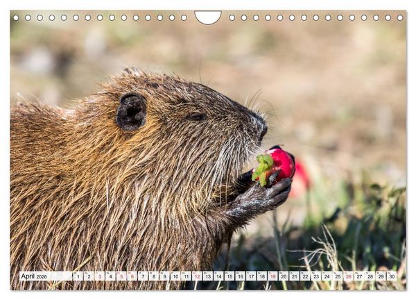 Produktbild: NUTRIA mit Nachwuchs (Wandkalender 2026 DIN A4 quer), CALVENDO Monatskalender