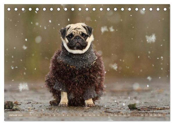 Produktbild: Lustige M&ouml;pse aus der Hundeknipserei (Tischkalender 2026 DIN A5 quer), CALVENDO Monatskalender