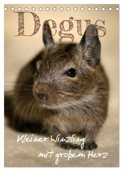 Produktbild: Degus - Winzlinge mit gro&szlig;em Herz (Tischkalender 2026 DIN A5 hoch), CALVENDO Monatskalender