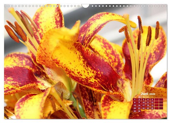 Produktbild: Lilien (Lilium) (Wandkalender 2026 DIN A3 quer), CALVENDO Monatskalender