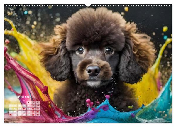 Produktbild: Splash - Hunde im Farbrausch (hochwertiger Premium Wandkalender 2026 DIN A2 quer), Kunstdruck in Hochglanz