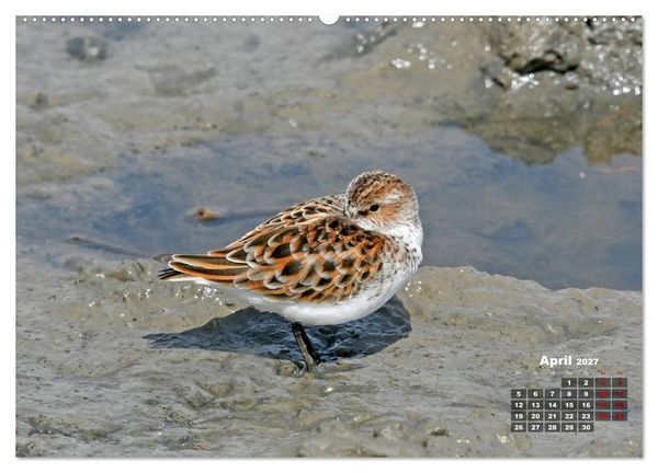 Produktbild: Limikolen - Watv&ouml;gel Europas (Wandkalender 2027 DIN A2 quer), CALVENDO Monatskalender