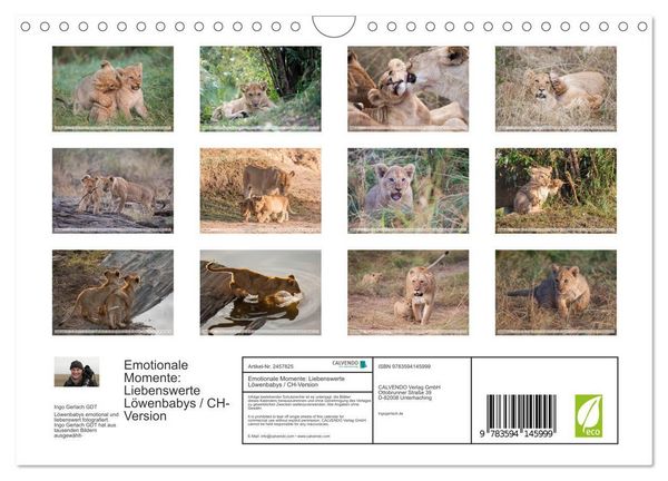 Produktbild: Emotionale Momente: Liebenswerte L&ouml;wenbabys / CH-Version (Wandkalender 2027 DIN A4 quer), CALVENDO Monatskalender