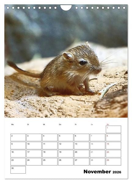 Produktbild: Mongolische Rennm&auml;use (Wandkalender 2026 DIN A4 hoch), CALVENDO Monatskalender