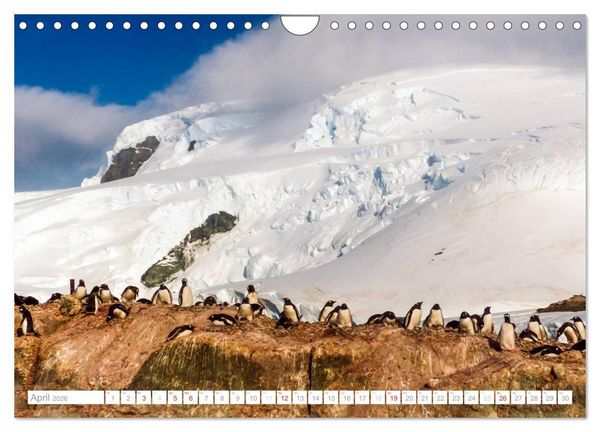 Produktbild: Antarktis - Das Reich der Pinguine (Wandkalender 2026 DIN A4 quer), CALVENDO Monatskalender