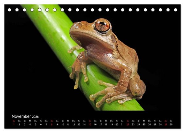 Produktbild: Fr&ouml;sche (Tischkalender 2026 DIN A5 quer), CALVENDO Monatskalender