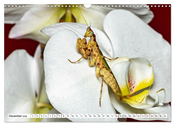 Produktbild: Queens of the Insect World (Wall Calendar 2026 DIN A3 landscape), CALVENDO 12 Month Wall Calendar