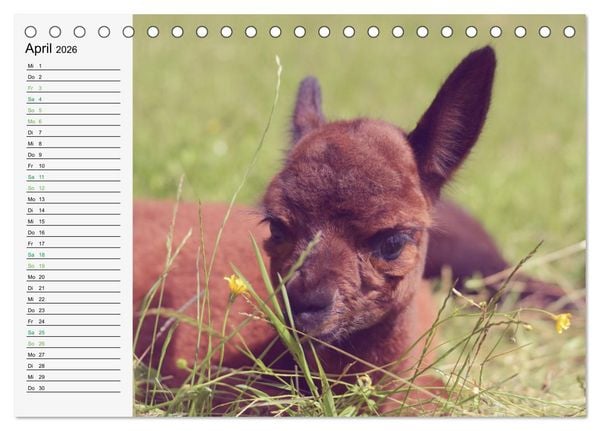 Produktbild: Alpakababys zum Verlieben (Tischkalender 2026 DIN A5 quer), CALVENDO Monatskalender
