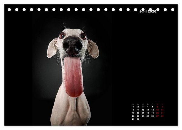 Produktbild: Die Stimme der Windhunde (Tischkalender 2026 DIN A5 quer), CALVENDO Monatskalender