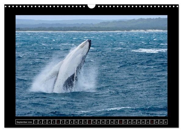 Produktbild: Australia Wildlife (Wandkalender 2026 DIN A3 quer), CALVENDO Monatskalender