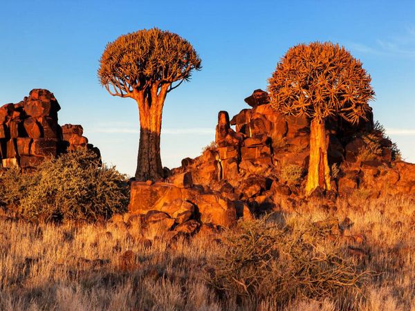 Produktbild: CALVENDO Puzzle K&ouml;cherbaum im Abendlicht in der Namib W&uuml;ste in Namibia | 1000 Teile Lege-Gr&ouml;&szlig;e 64x48cm Foto-Puzzle f&uuml;r gl&uuml;ckliche Stunden