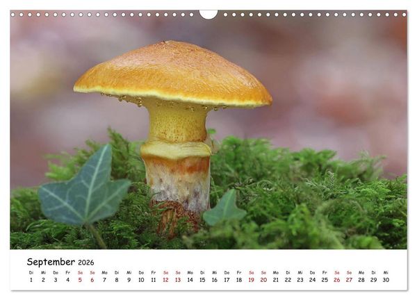 Produktbild: Pilzgalerie - Heimische Pilze von ihrer sch&ouml;nsten Seite (Wandkalender 2026 DIN A3 quer), CALVENDO Monatskalender