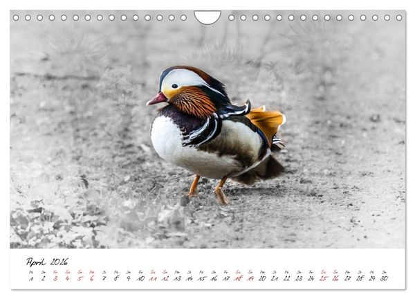Produktbild: Abenteuer einer Mandarinente (Wandkalender 2026 DIN A4 quer), CALVENDO Monatskalender
