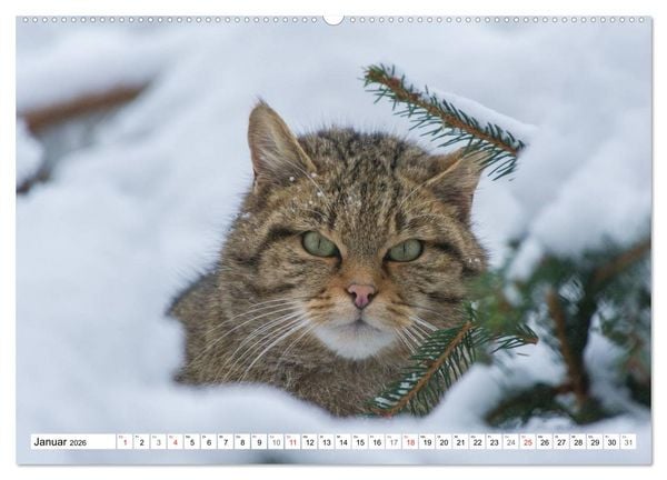 Produktbild: Emotionale Momente: Raubtiere in Deutschland (hochwertiger Premium Wandkalender 2026 DIN A2 quer), Kunstdruck in Hochglanz