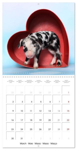 Produktbild: Sweet little piglets (Wall Calendar 2026 12 &times; 12 Inch) CALVENDO 12 Month Wall Calendar