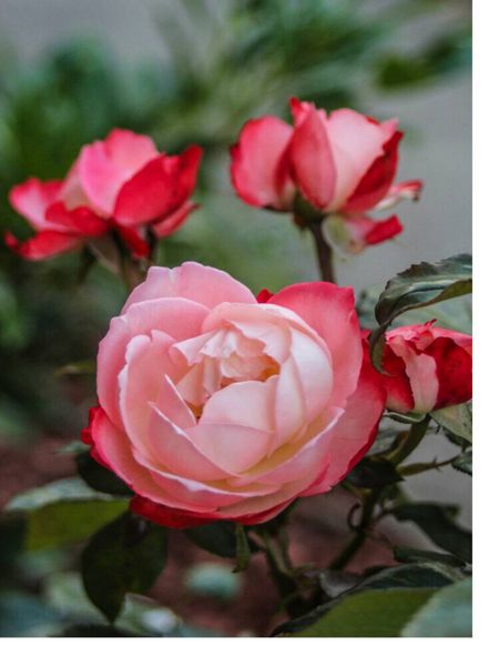 Produktbild: CALVENDO Puzzle Ein Motiv aus dem Kalender Zauberhafte Rosen | 1000 Teile Lege-Gr&ouml;&szlig;e 64x48cm Foto-Puzzle f&uuml;r gl&uuml;ckliche Stunden