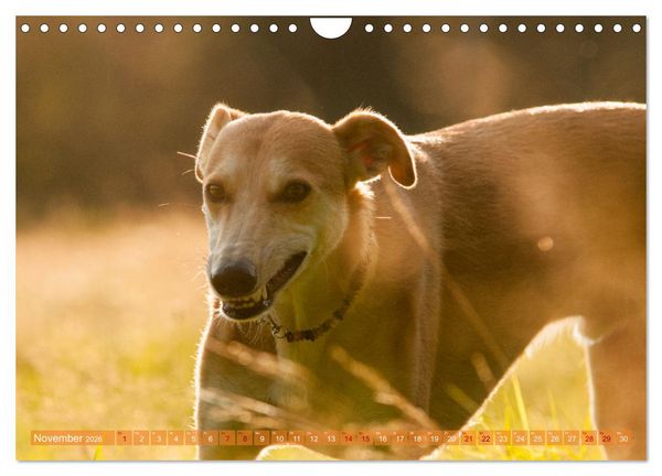 Produktbild: Witziger Windhund - Portugiesischer Galgo (Wandkalender 2026 DIN A4 quer), CALVENDO Monatskalender