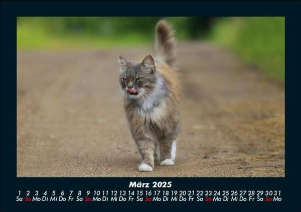Produktbild: F&uuml;r Katzenfreunde 2025 Fotokalender DIN A5