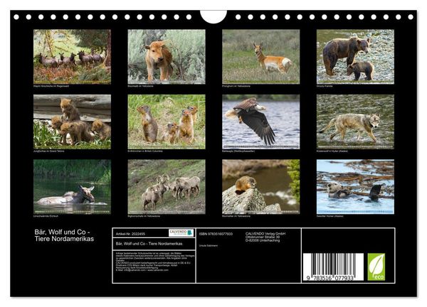 Produktbild: B&auml;r, Wolf und Co - Tiere Nordamerikas (Wandkalender 2026 DIN A4 quer), CALVENDO Monatskalender